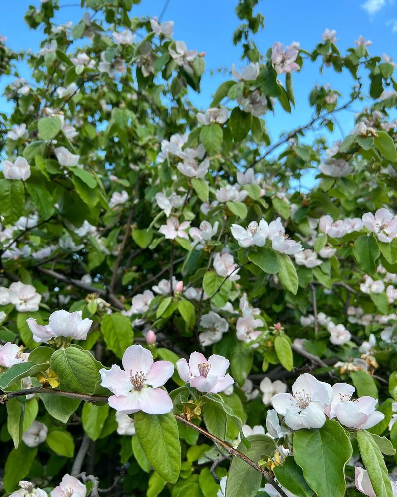 Quince (Cydonia Oblonga)