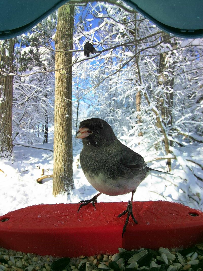 Climate Change Affects Junco Distribution And Timing