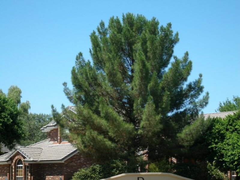 Afghan Pine