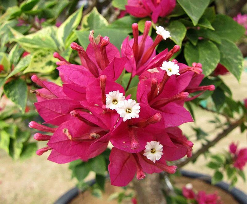 Bougainvillea