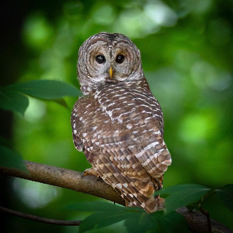 Shorter Days Mean More Nighttime Activity