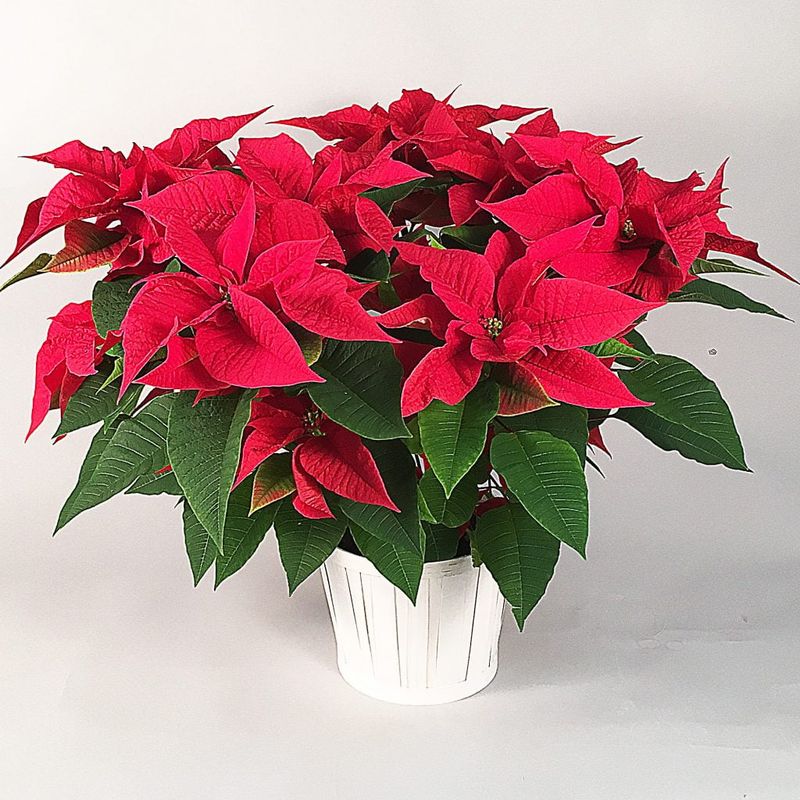 Poinsettia