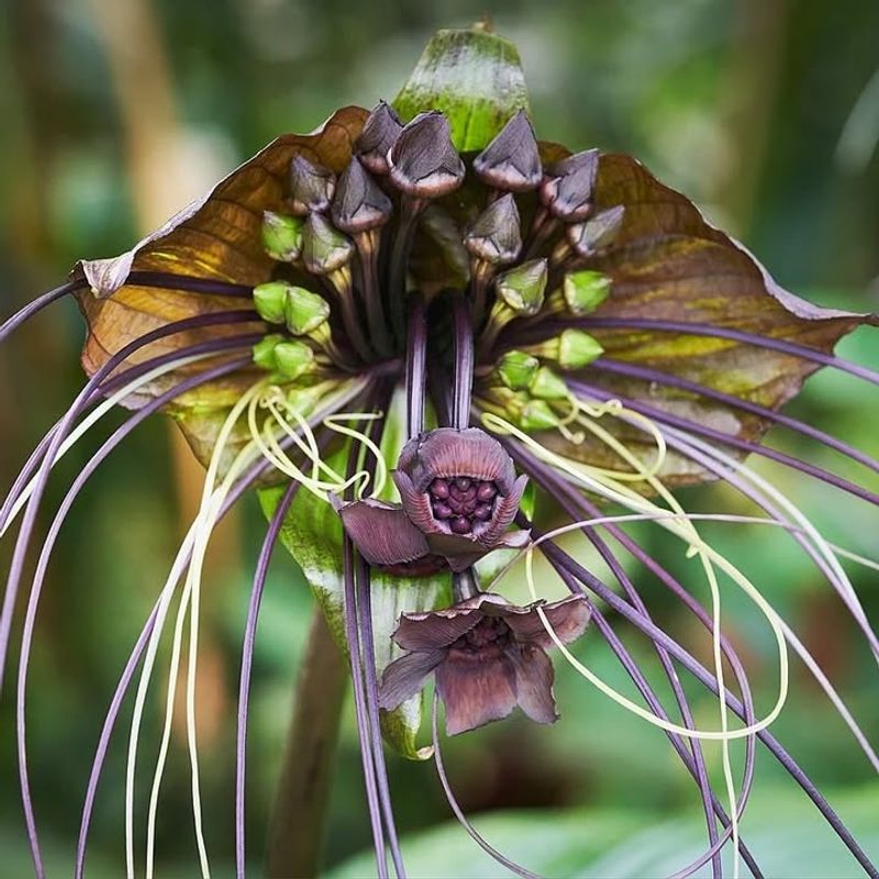 Black Bat Flower (Tacca chantrieri)