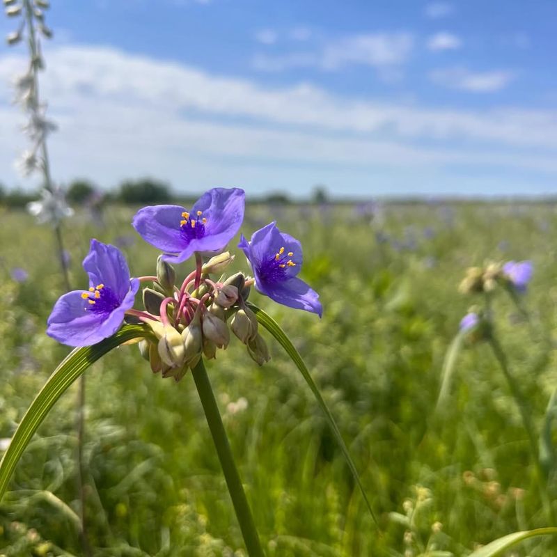 Natural Prairie Landscapes Inspire Cottagecore Aesthetics
