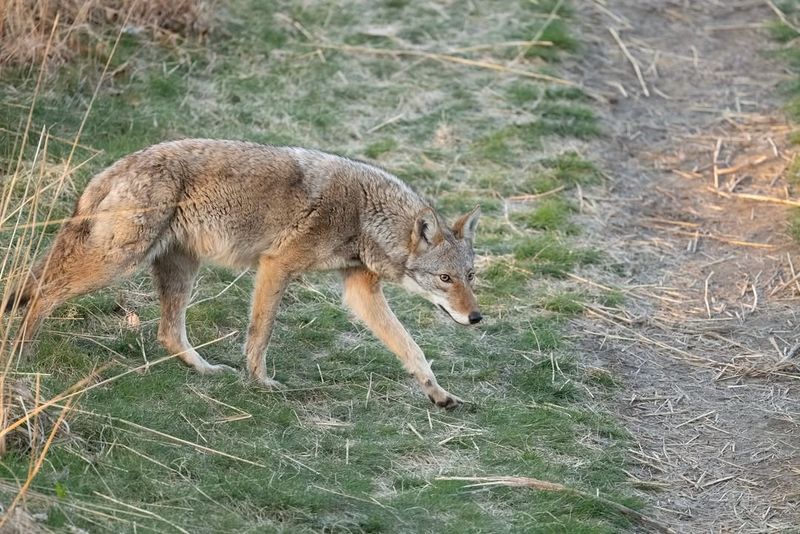 Mistake: Ignoring Coyote Sightings