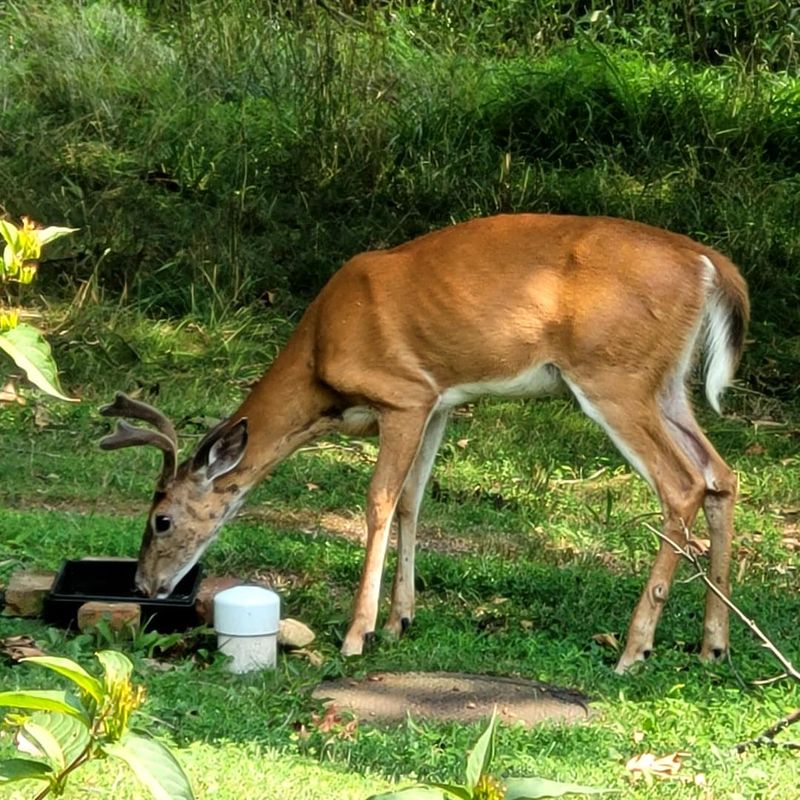 Add A Reliable Water Source