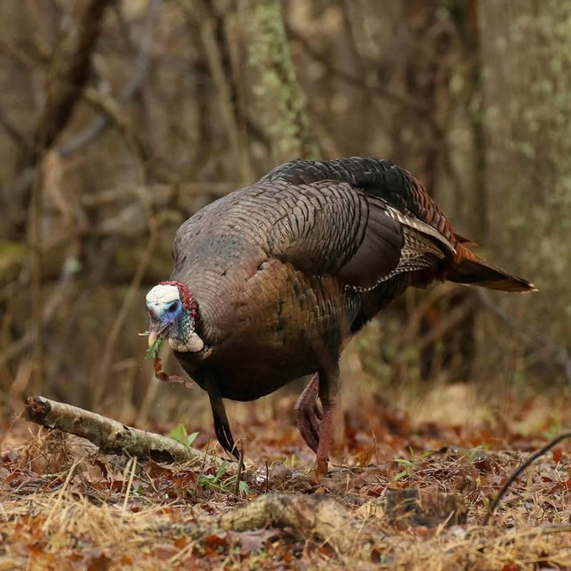 Never Feed The Turkeys Under Any Circumstances