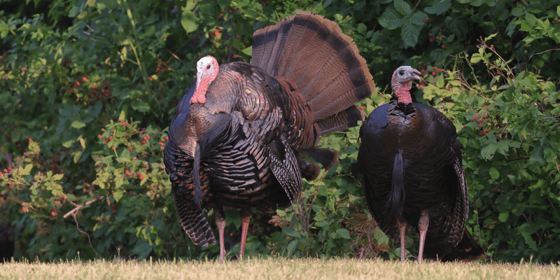 Never Feed Turkeys Or Leave Food Outside