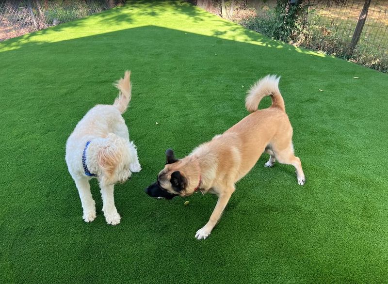 Secure Your Pets And Children Immediately