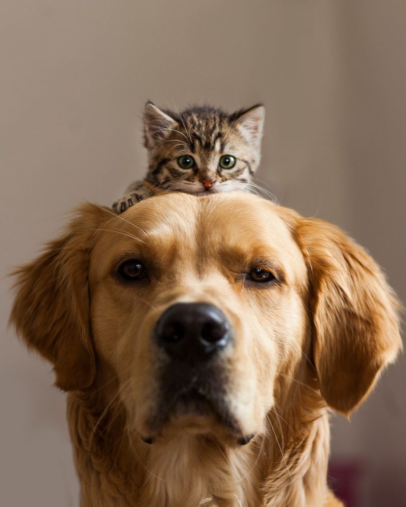 Bring Pets Indoors Immediately