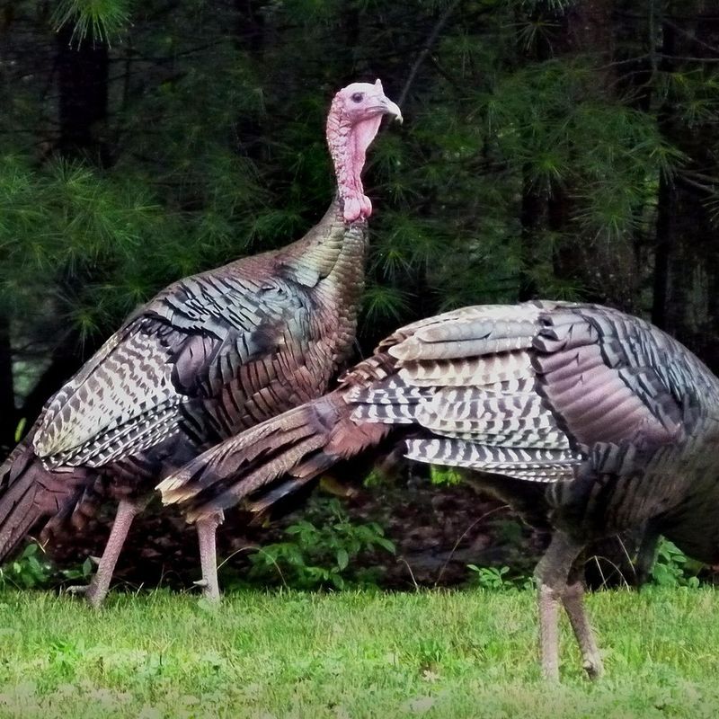 Never Feed Wild Turkeys