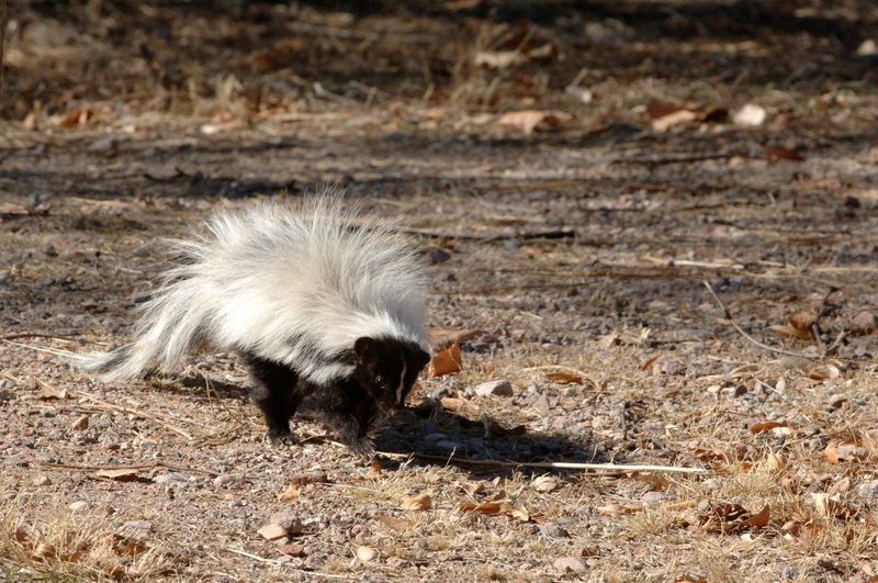 Call Wildlife Officials For Injured Or Aggressive Skunks