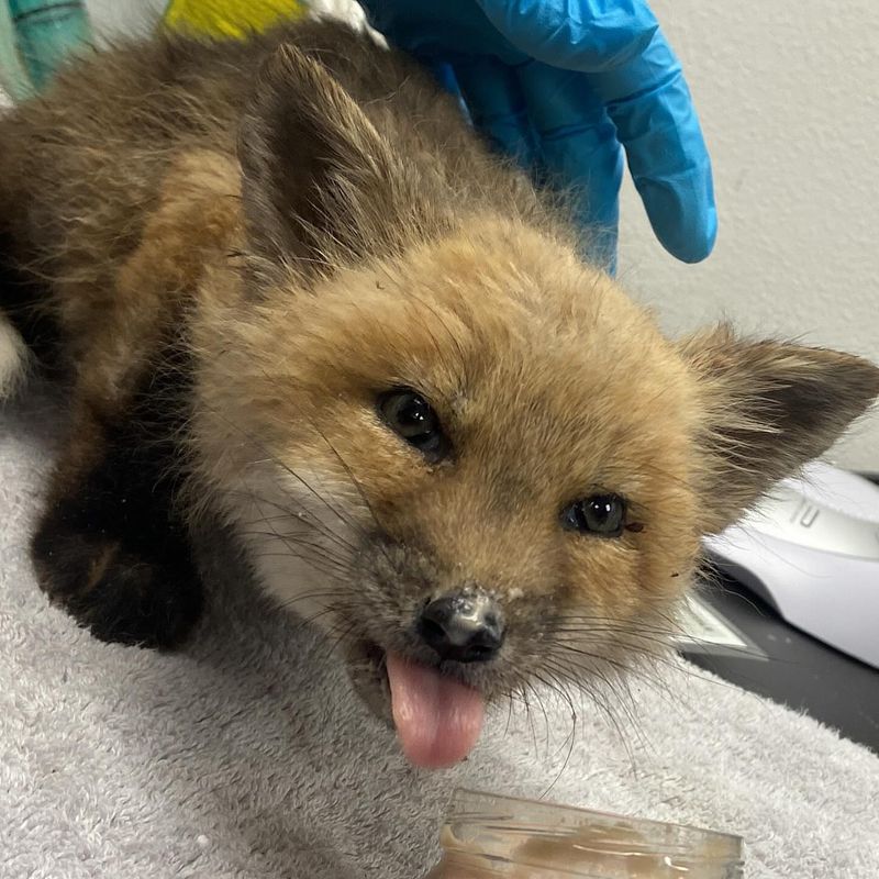 Contact Local Wildlife Authorities If Needed