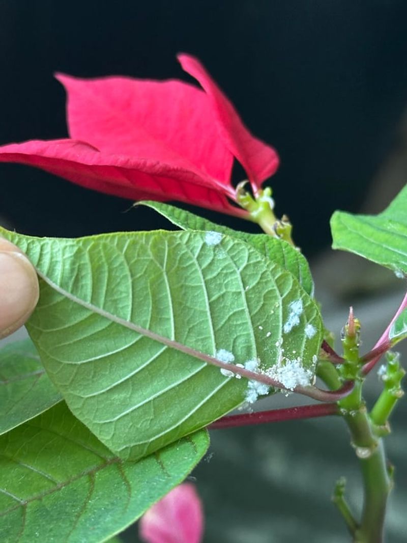 Neglecting To Check For Pests