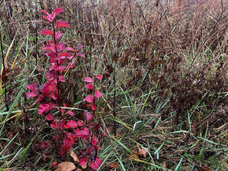 Planting Native Shrubs Instead Of Exotic Ornamentals