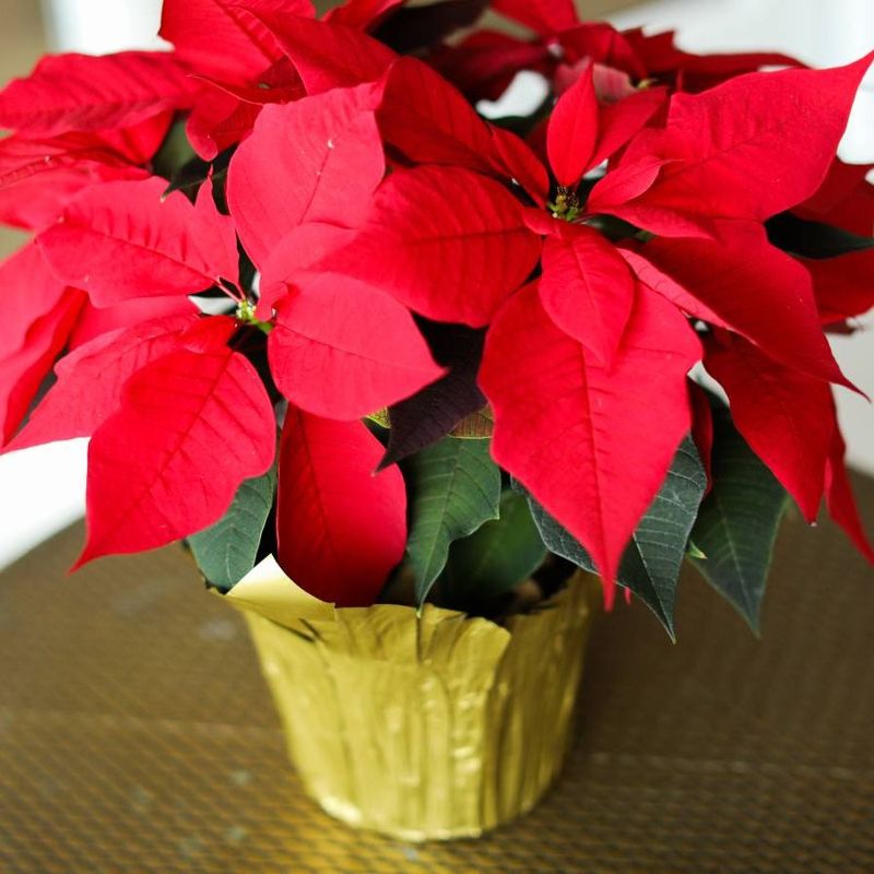 Leaving The Foil Wrap On The Pot