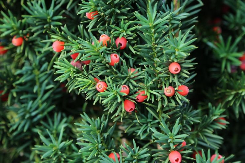 Yew (Taxus Species)