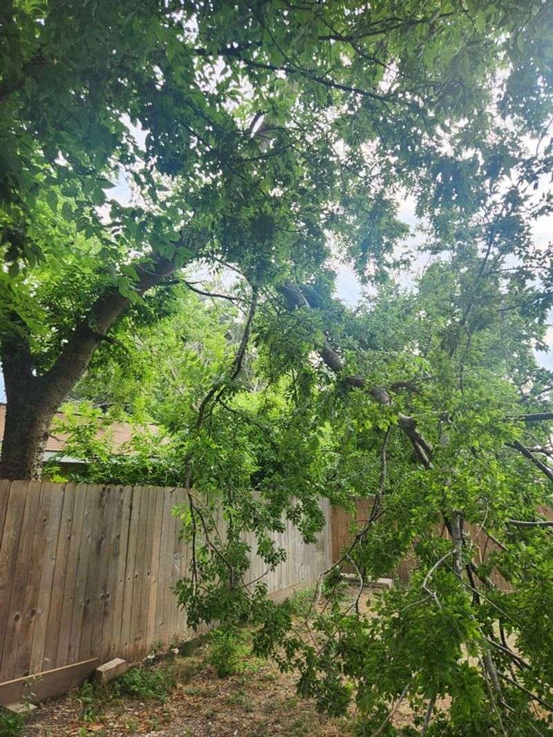 You Can Trim Branches That Cross Your Property Line