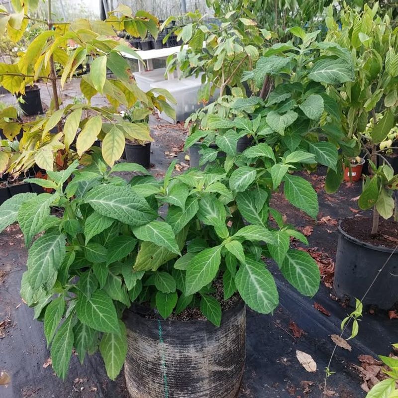 Salvia Divinorum