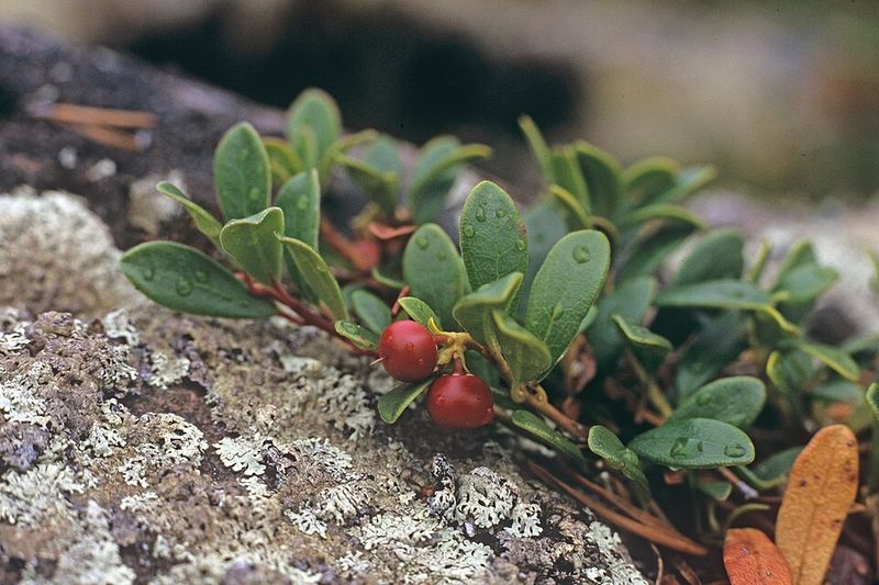 Minimal Maintenance Requirements Make Kinnikinnick Perfect For Busy Homeowners