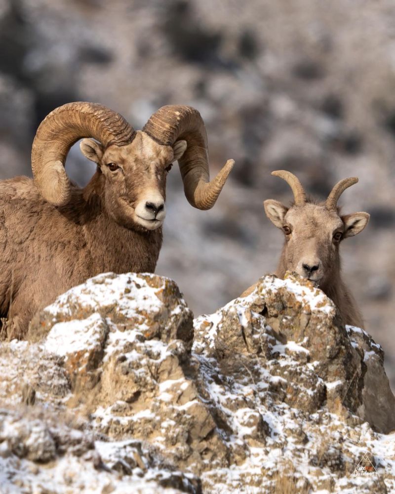 Bighorn Sheep