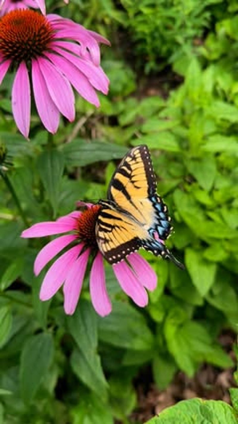 Backyard Ecosystems Thrive With Compost
