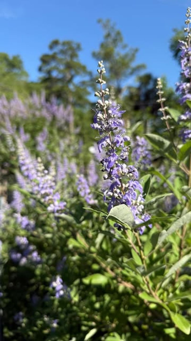 Vitex (Chaste Tree)