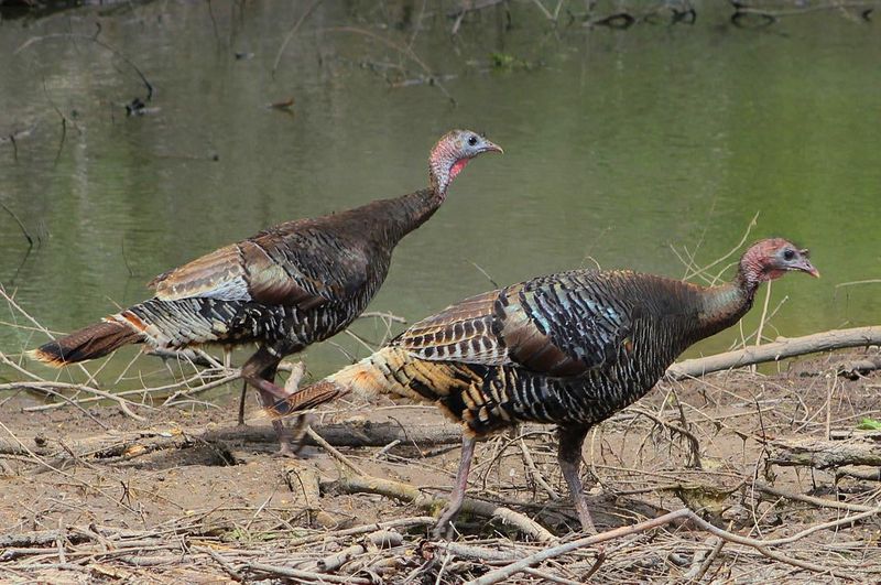 Educate Your Neighbors About Turkey Management