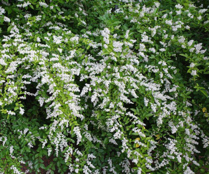Chinese Privet