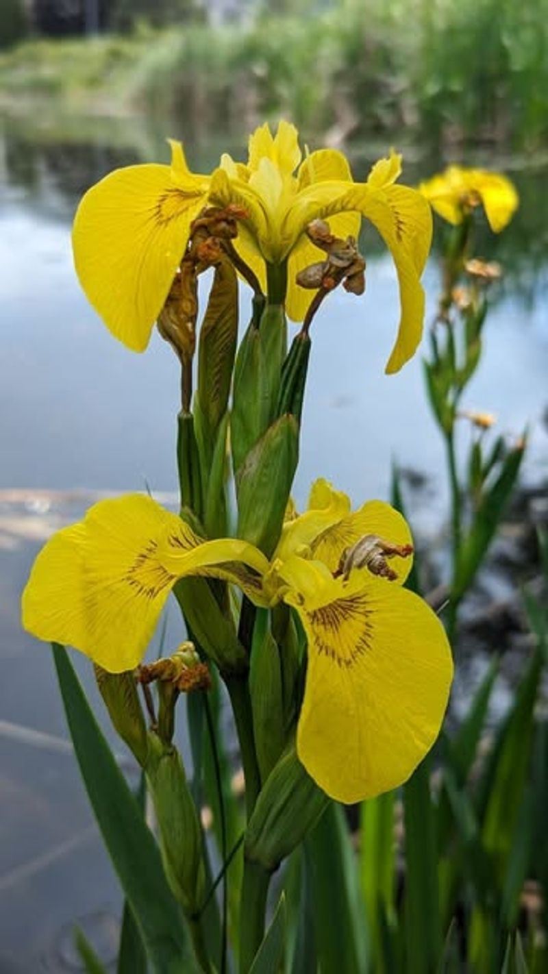 Yellow Flag Iris