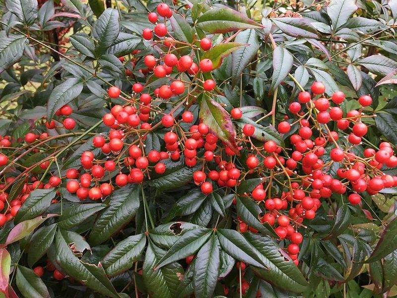 Nandina