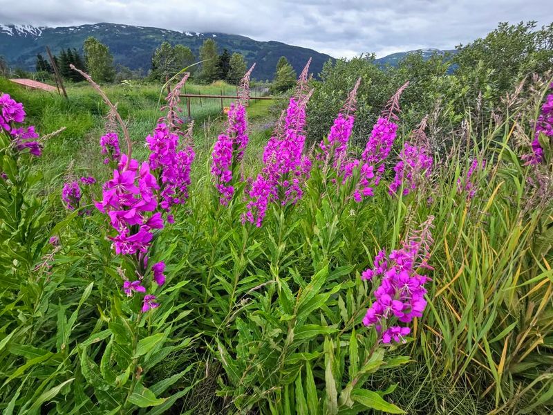 Purple Loosestrife