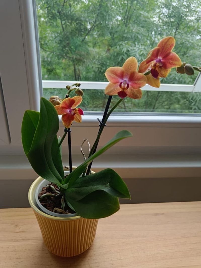 Insufficient Attention To Individual Orchid Variety Requirements