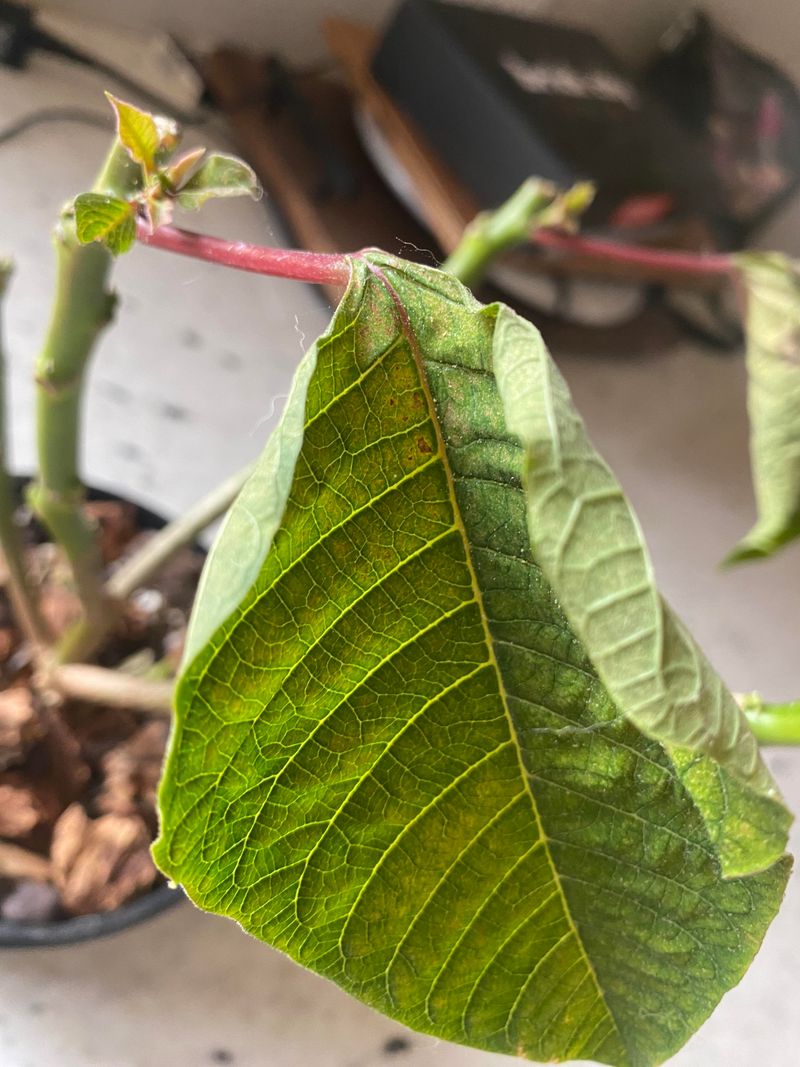 Pest Infestations From Dry Conditions