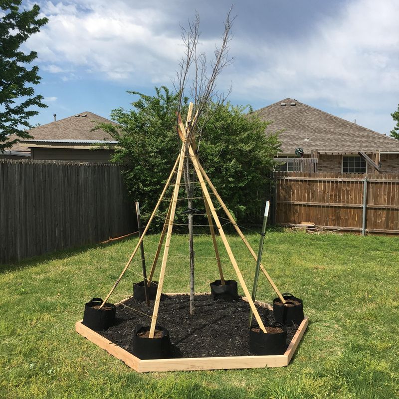 Teepee Trellis For Children's Gardens