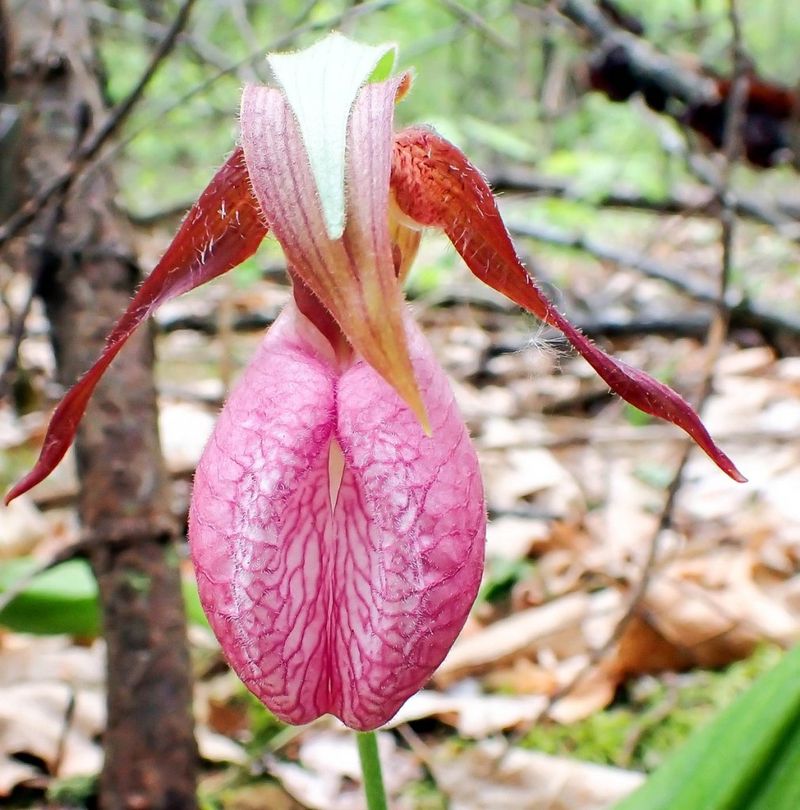 These Orchids Depend On Specific Soil Fungi To Survive