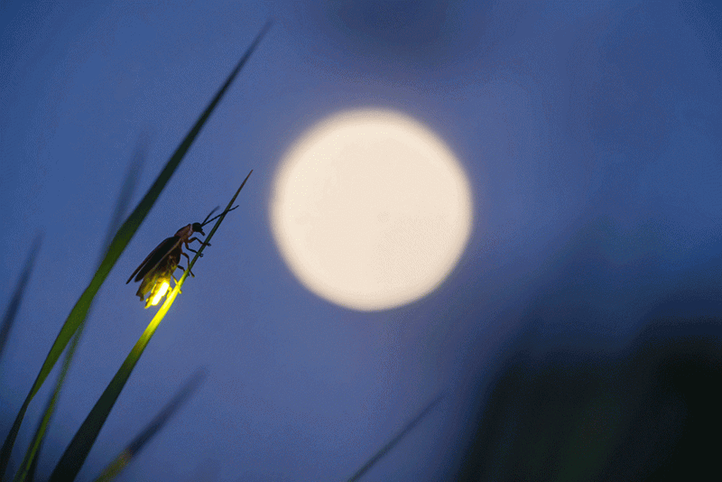 Fireflies Create Magic In The Evening
