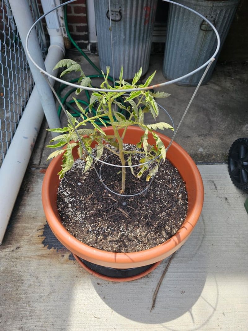 Self-Watering Containers Can Deliver Excessive Moisture