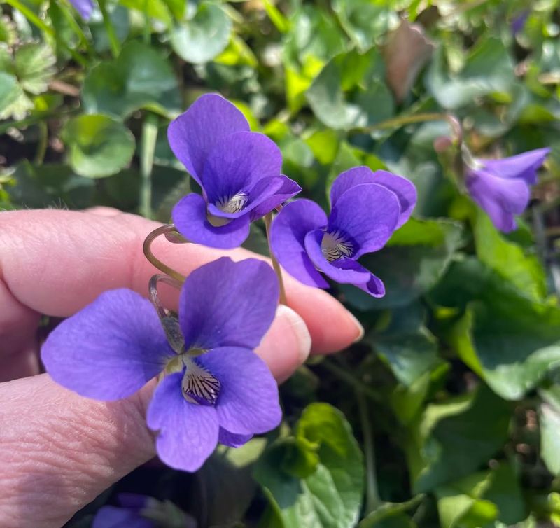 Violets