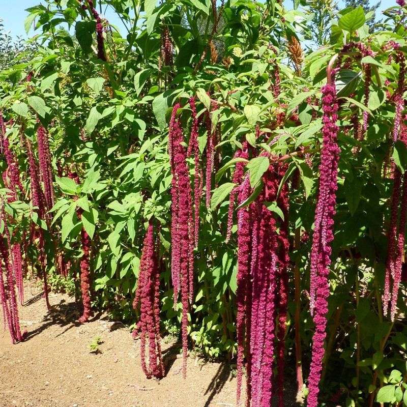 Wild Amaranth