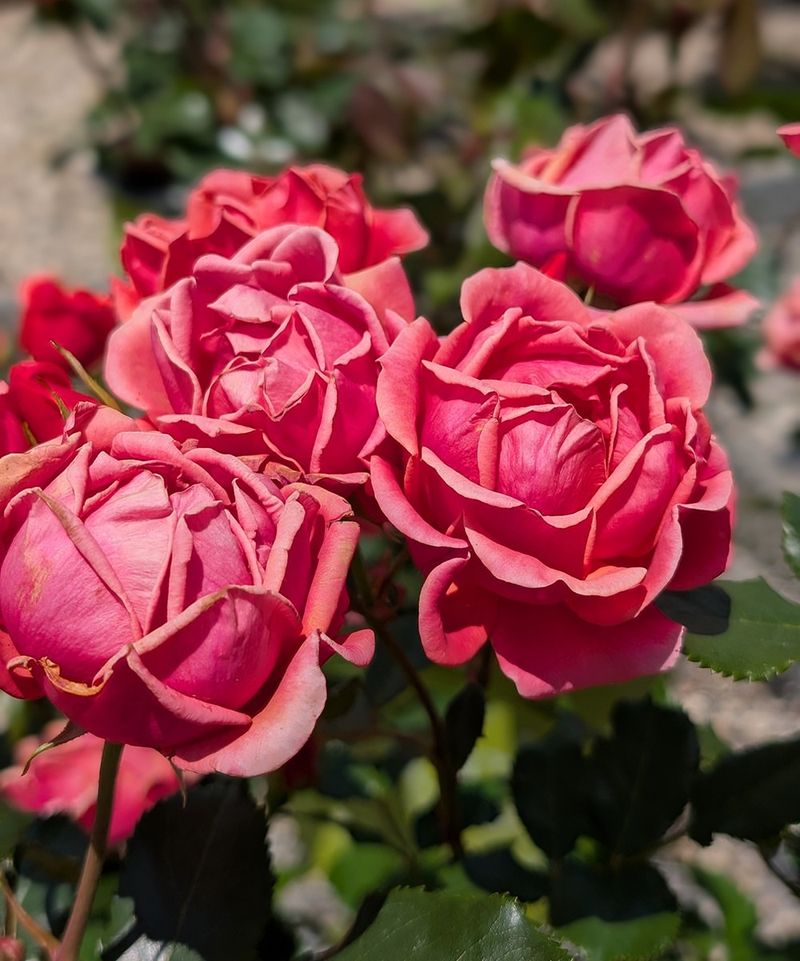 Knockout Roses