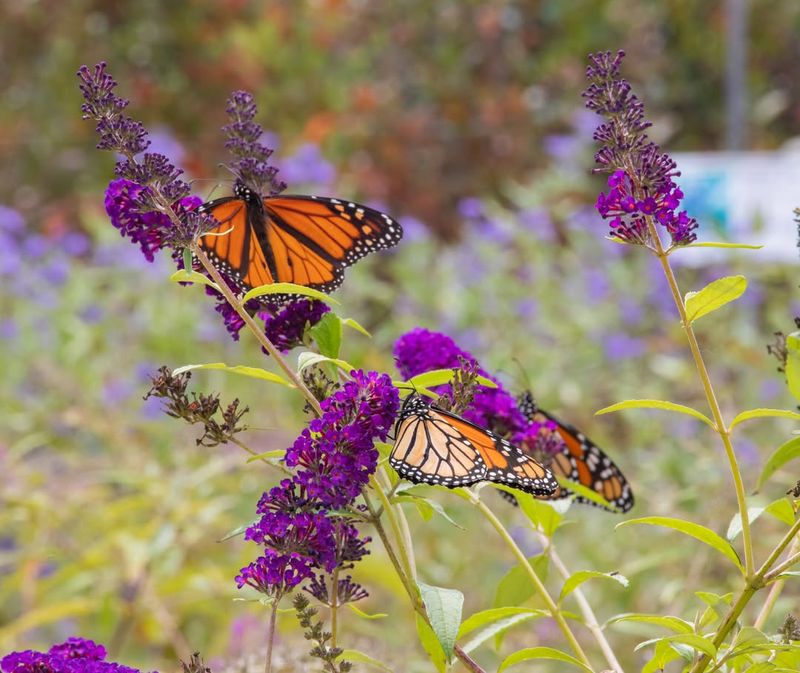 Butterfly Bush