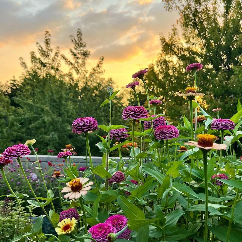 Zinnia Bed Beside the Patio
