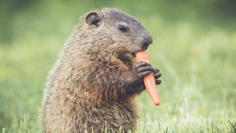 Chewed Garden Vegetables And Missing Produce