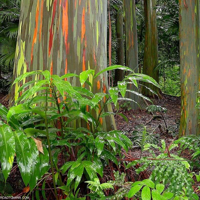 University Or College Campus Grounds