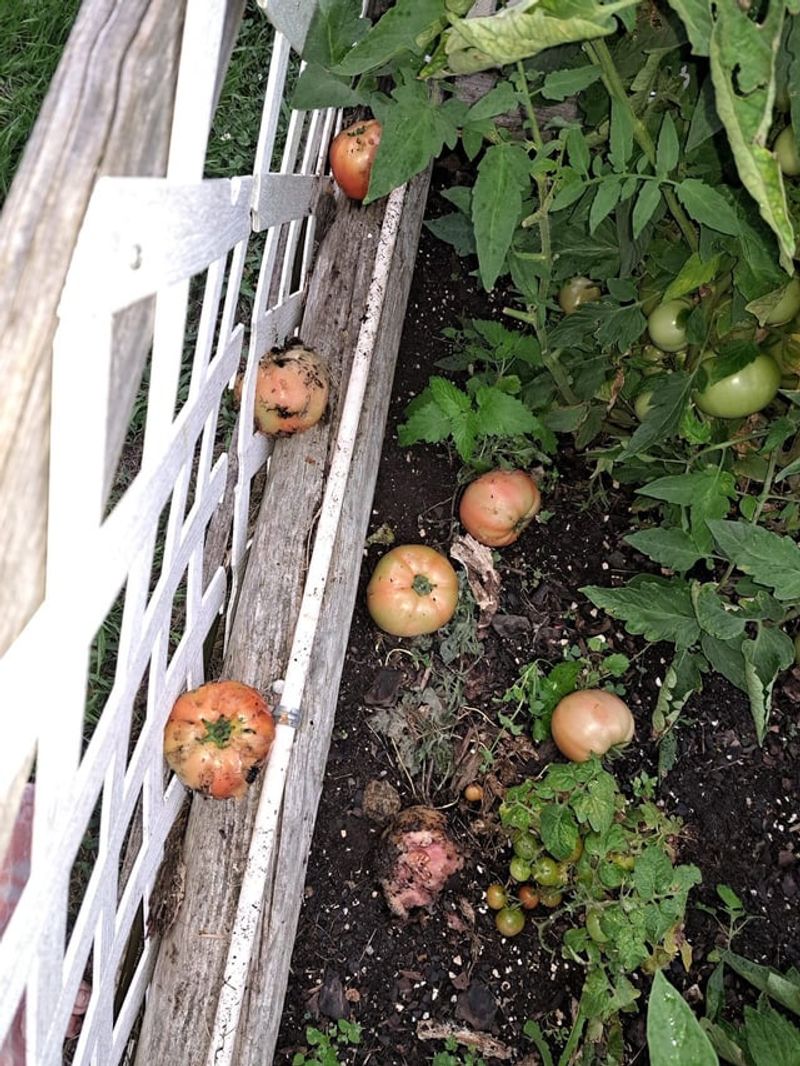 Damaged Garden Beds And Vegetable Patches