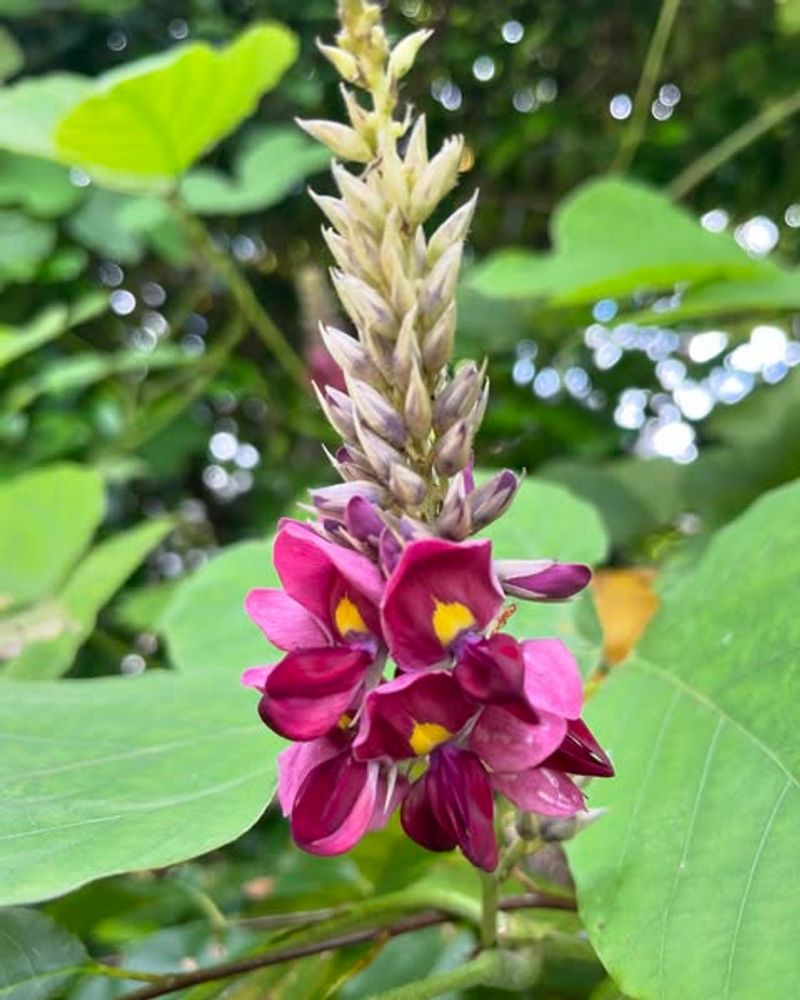 Purple Fragrant Flowers Appearing In Late Summer