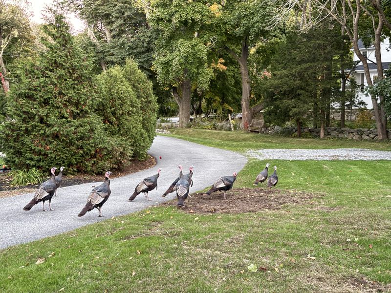 Scratched-Up Mulch And Leaf Litter