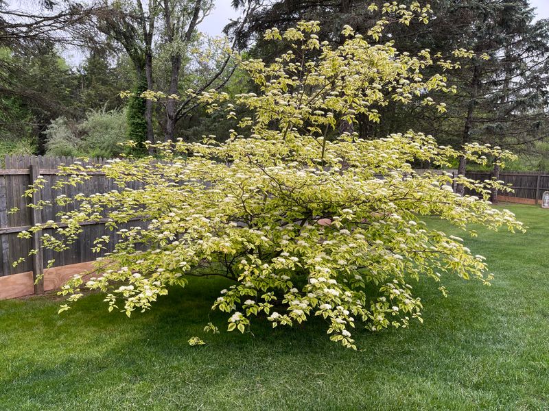 Understanding Dormancy Protects Your Tree