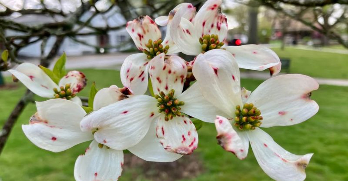 dogwood tree (featured image)